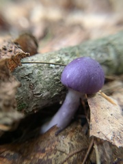 Cortinarius iodes