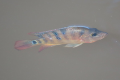 Mayaheros urophthalmus