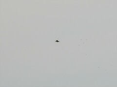 Gallinago paraguaiae