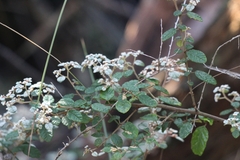 Spyridium parvifolium