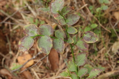 Podosphaera myrtillina