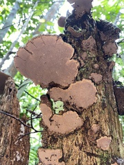 Hexagonia