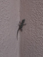 Tarentola mauritanica mauritanica