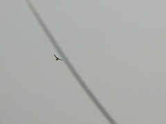 Gallinago paraguaiae