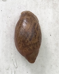Euglandina rosea