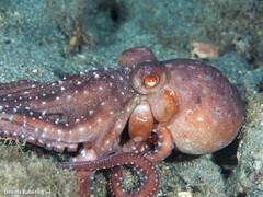 Callistoctopus macropus