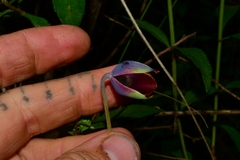 Calochortus purpureus