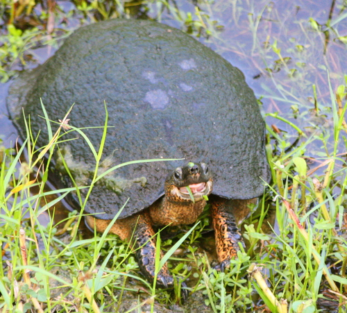 Rhinoclemmys funerea