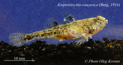 Caucasian Dwarf Goby photo 2