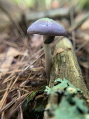 Cortinarius iodes