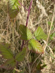 Rubus ursinus