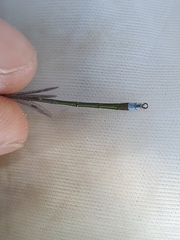 Lestes virens