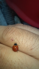 Cycloneda sanguinea