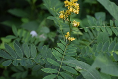 Senna marilandica