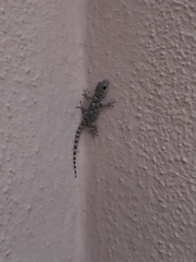 Tarentola mauritanica mauritanica