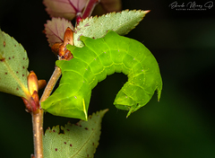 Cercophana