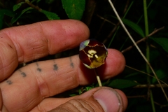 Calochortus purpureus