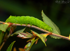 Cercophana