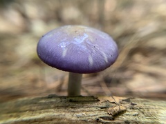 Cortinarius iodes