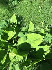 Lysichiton americanus