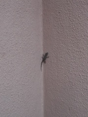 Tarentola mauritanica mauritanica