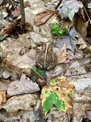 Anaxyrus americanus