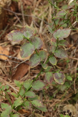 Podosphaera myrtillina
