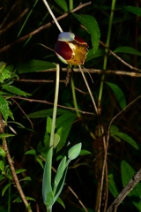Calochortus purpureus