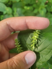 Achyranthes japonica