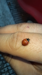 Cycloneda sanguinea