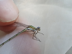 Lestes virens