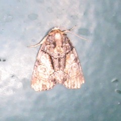 Chytonix palliatricula