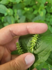 Achyranthes japonica