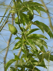 Passiflora caerulea