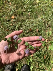 Mentha × piperita