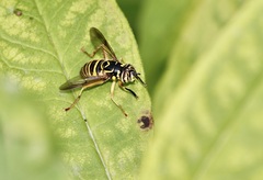 Spilomyia longicornis