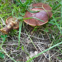 Suillus clintonianus