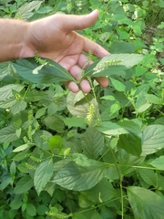 Achyranthes japonica