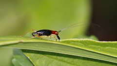 Phyllopalpus pulchellus