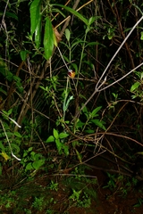Calochortus purpureus