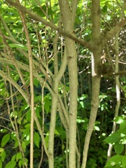 Cornus racemosa