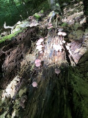 Mycena purpureofusca