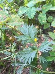 Potentilla drummondii