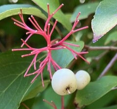 Cornus racemosa
