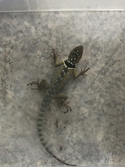 Sceloporus cyanogenys