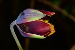 Calochortus purpureus