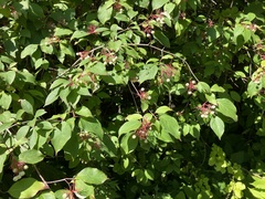 Cornus racemosa
