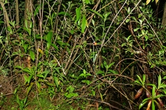 Calochortus purpureus