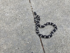 Lampropeltis californiae