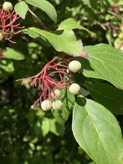 Cornus racemosa